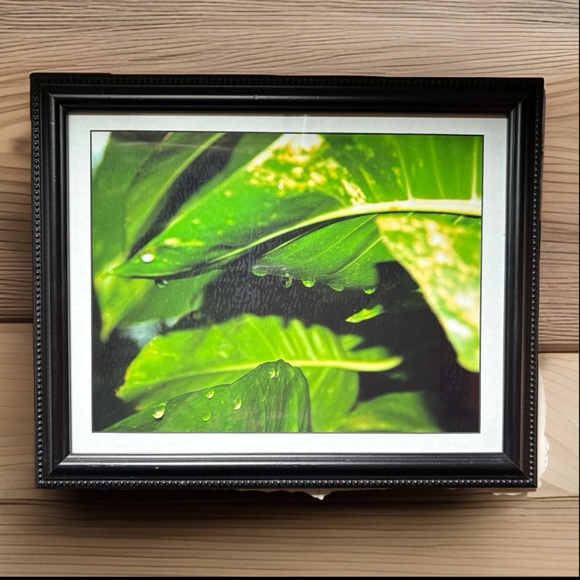 Vermont Artisan Photography Print | Leaves With Raindrops - Picture 1 of 1